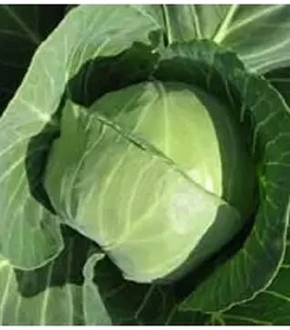 Семена капусты Престар F1, п.е. 2500 семян (Takii Seed)