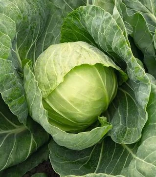 Семена капусты Ранини F1, п.е. 2500 семян (Bejo)