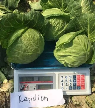 Насіння капусти Рапідіон F1, п.о. 2500 насінин (Seminis)