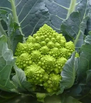 Насіння капусти Пунтоверде F1, п.о. 2500 насінин (Rijk Zwaan)