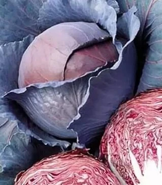 Семена капусты Ред Династи F1, п.е. 2500 семян (Seminis)