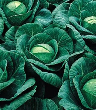 Семена капусты Ринда F1, п.е. 2500 семян (Seminis)