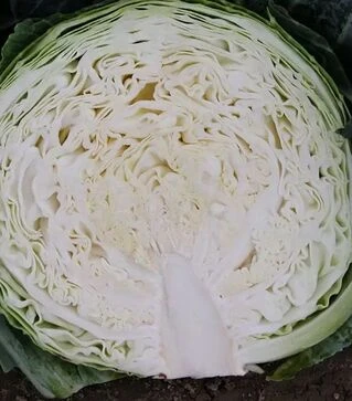 Насіння капусти Мідор F1, 1 кг (Moravoseed)