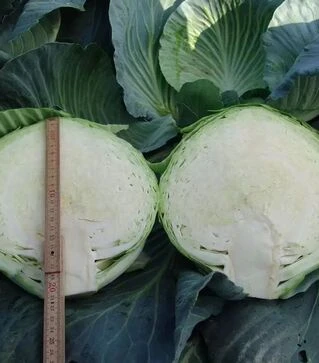 Насіння капусти Таргет F1, 1 кг (Moravoseed)