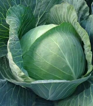 Насіння капусти Авак F1, 1 кг (Moravoseed)