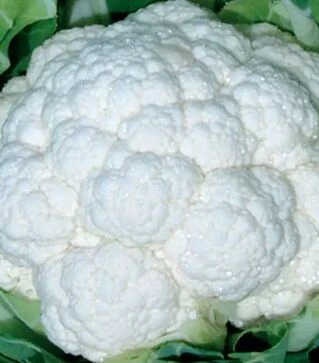 Семена капусты Фридом F1, п.е. 1000 семян (Seminis)