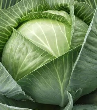 Семена капусты Каунт F1, п.е. 2500 семян (Clause)