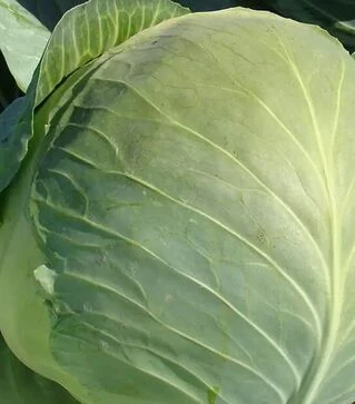 Семена капусты Бригадир F1, п.е. 2500 семян (Clause)