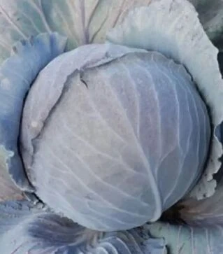 Семена капусты Редской F1, п.е. 2500 семян (Clause)