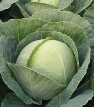 Семена капусты Томас F1, п.е. 2500 семян (Bejo)