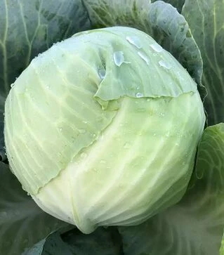Семена капусты Фанси F1, п.е. 2500 семян (Spark Seeds)