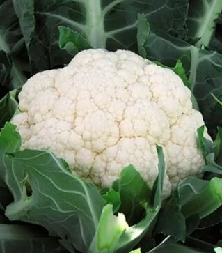 Семена капусты Феррара F1, п.е. 2500 семян (Hazera)