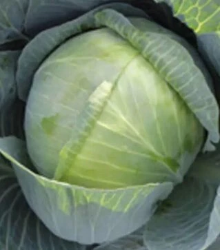 Семена капусты Циклон F1, п.е. 2500 семян (Bejo)