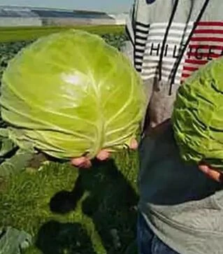 Семена капусты Чита F1, п.е. 2500 семян (Takii Seed)