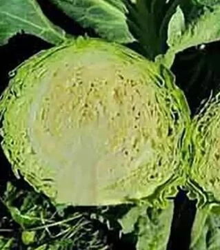 Семена капусты Чита F1, п.е. 2500 семян (Takii Seed)