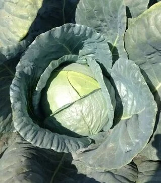 Насіння капусти Баланс F1, п.о. 10 тис насінин (Spark Seeds)