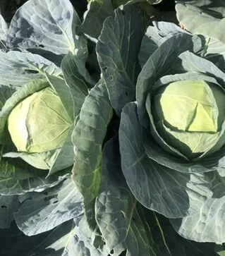 Насіння білоголової капусти Індіана F1, п.о. 2500 насінин (Spark Seeds)