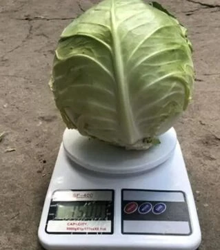 Насіння білоголової капусти Індіана F1, п.о. 2500 насінин (Spark Seeds)