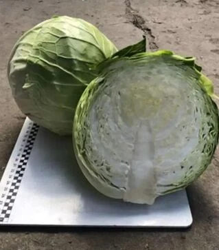 Насіння білоголової капусти Індіана F1, п.о. 2500 насінин (Spark Seeds)