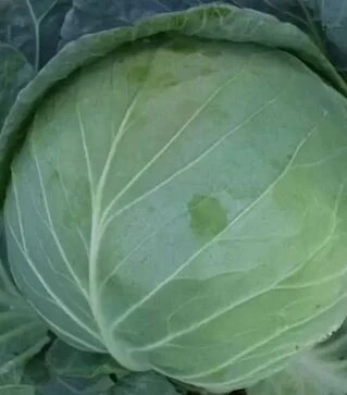 Насіння білоголової капусти Мерідор F1, п.о. 2500 насінин (Moravoseed)