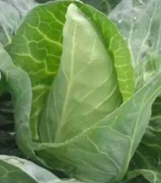 Семена белокочанной капусты Грет Оксхат, 500 г (Hortus)