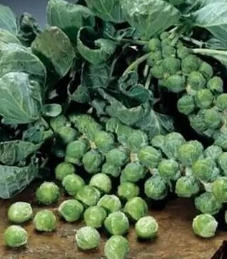 Семена капусты брокколи Бриллиант, п.е. 2500 семян (Hazera)