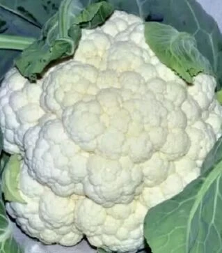 Насіння цвітної капусти CRХ 13949 F1, п.о. 1 тис. насінин (Cora Seeds)