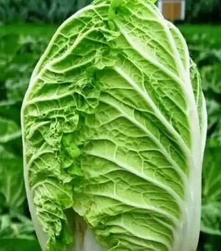 Семена пекинской капусты Ричи F1 Sakata, п.е. 1 тыс. семян (Sakata)