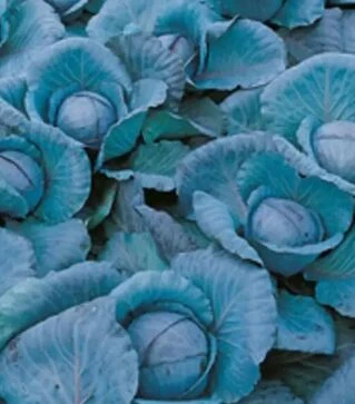 Семена красноголовой капусты Примьеро F1, п.е. 2500 семян (Bejo)