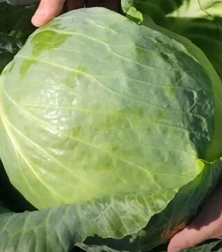 Насіння білоголової капусти Креатор F1, п.о. 2500 насінин (Syngenta)