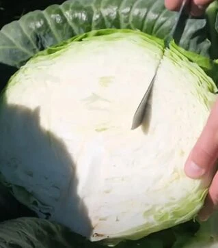 Насіння білоголової капусти Креатор F1, п.о. 2500 насінин (Syngenta)