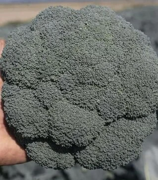 Насіння капусти броколі Гонгга F1, п.о. 1 тис. насінин (Syngenta)