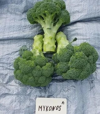 Семена капусты брокколи Миконос F1, п.е. 1 тыс. семян (Sakata)