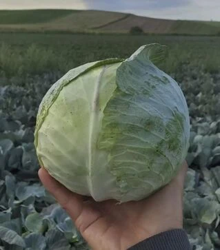 Семена белокочанной капусты Пауэр Слэм F1, п.е. 1 тыс. семян (Sakata)