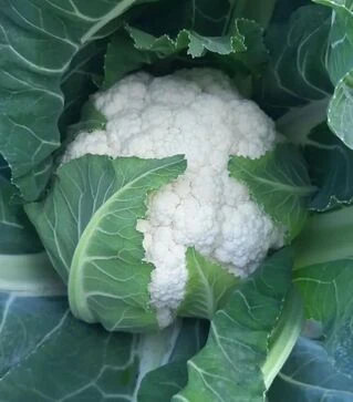 Насіння цвітної капусти Спідстар F1, п.о. 2500 насінин (Syngenta)