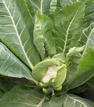 Насіння цвітної капусти Спідстар F1, п.о. 2500 насінин (Syngenta)