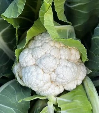 Насіння цвітної капусти Татуін F1, п.о. 2500 насінин (Syngenta)