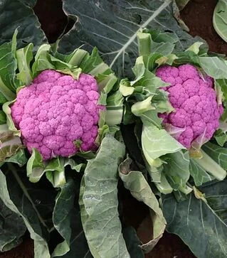 Семена цветной капусты Лавендер F1, п.е. 1 тыс. семян (Rijk Zwaan)