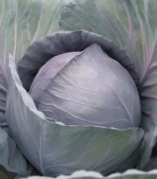 Семена красноголовой капусты Рондале F1, п.е. 2500 семян (Hazera)