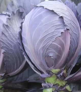 Насіння червоноголової капусти Інтеграл F1, п.о. 2500 насінин (NongWoo Bio)