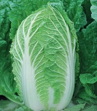 Семена пекинской капусты Спринкин F1, п.е. 2500 семян (Syngenta)