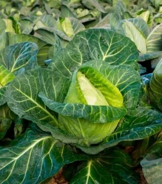 Семена конической капусты Тиама F1, п.е. 1 тыс. семян