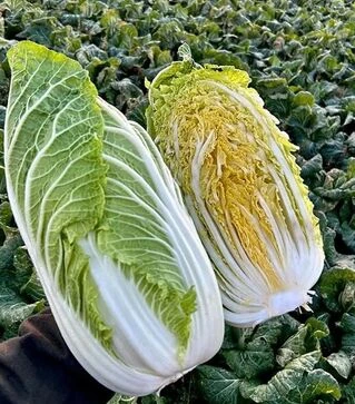 Семена пекинской капусты Генки F1, п.е. 1 тыс. семян (Sakata)