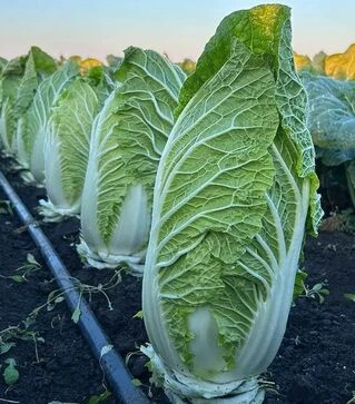 Семена пекинской капусты Генки F1, п.е. 1 тыс. семян (Sakata)