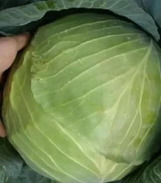 Насіння білоголової капусти Корино F1, 30 г (Semo)