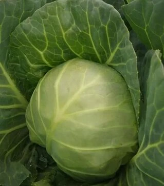 Насіння білоголової капусти Каррера, п.о. 2500 насінин (Hazera)