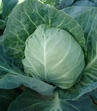 Насіння білоголової капусти Горнет F1, п.о. 2500 насінин (Moravoseed)