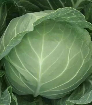 Семена белокочанной капусты Компас (Глоуб Мастер) F1, 10 г (Takii Seed)