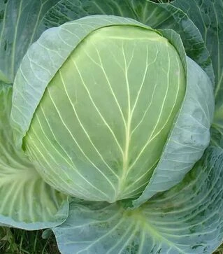 Насіння білоголової капусти Центуріон F1, п.о. 2500 насінин (Clause)