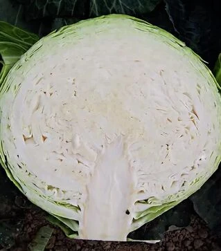 Семена белокочанной капусты Мадисон F1, п.е. 10 тыс. семян (Moravoseed)